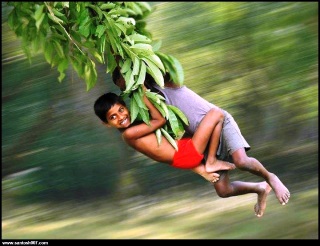 Boy Hanging on Mango Tree