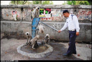 Security Personnel feeding Monkeys